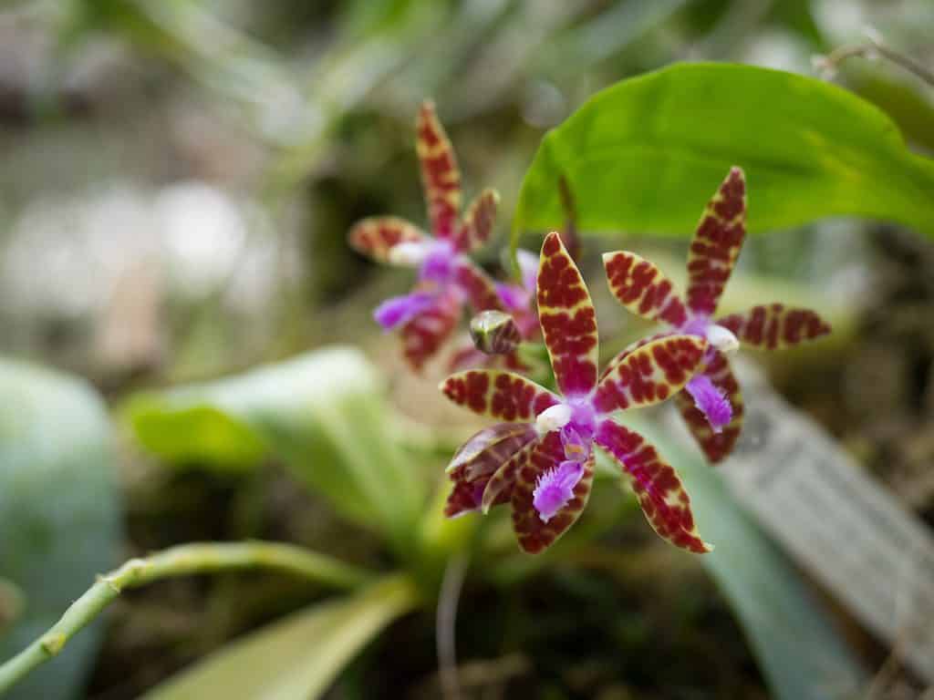 Phalaenopsis di Bastiano