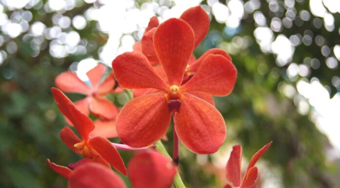 3 Tipi Di Orchidee Rosse
