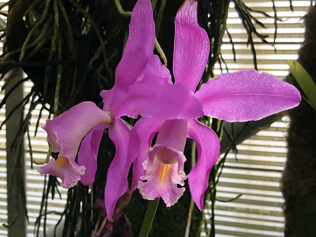 Primo piano di un'orchidea rosa Cattleya mossiae