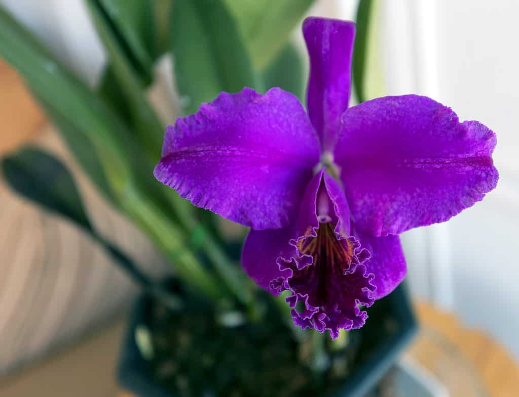 Purple orchid cattleya mossiae con foglie verdi