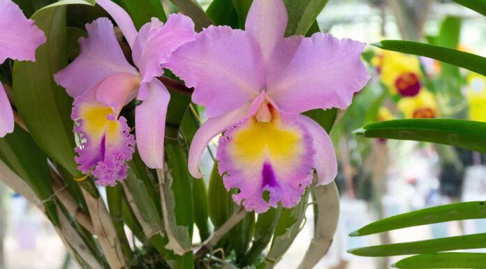 Scopri il fiore nazionale del Venezuela: l'orchidea Cattleya Mossiae

