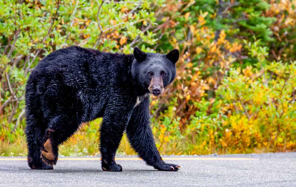 Orso nero sulla strada Mt Rainier, Washington