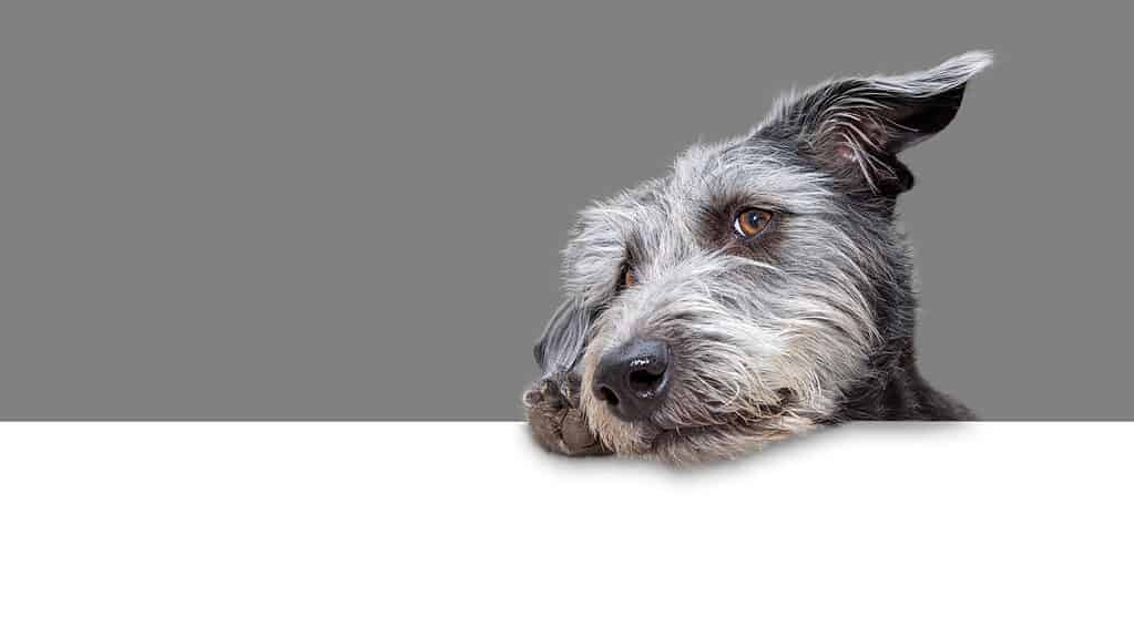 Simpatico cane di razza terrier misto shaggy appeso testa inclinata e zampa su un banner web bianco vuoto con sfondo grigio 50%