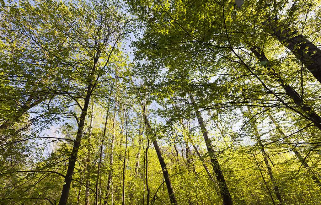 alberi in una foresta nazionale