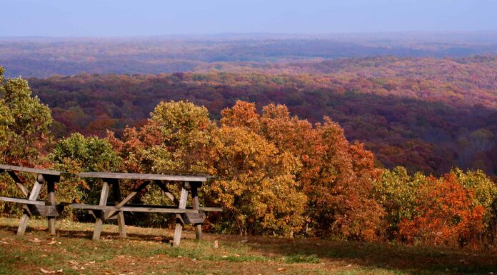 Scopri la foresta più grande dell'Indiana (e ciò che vive al suo interno)
