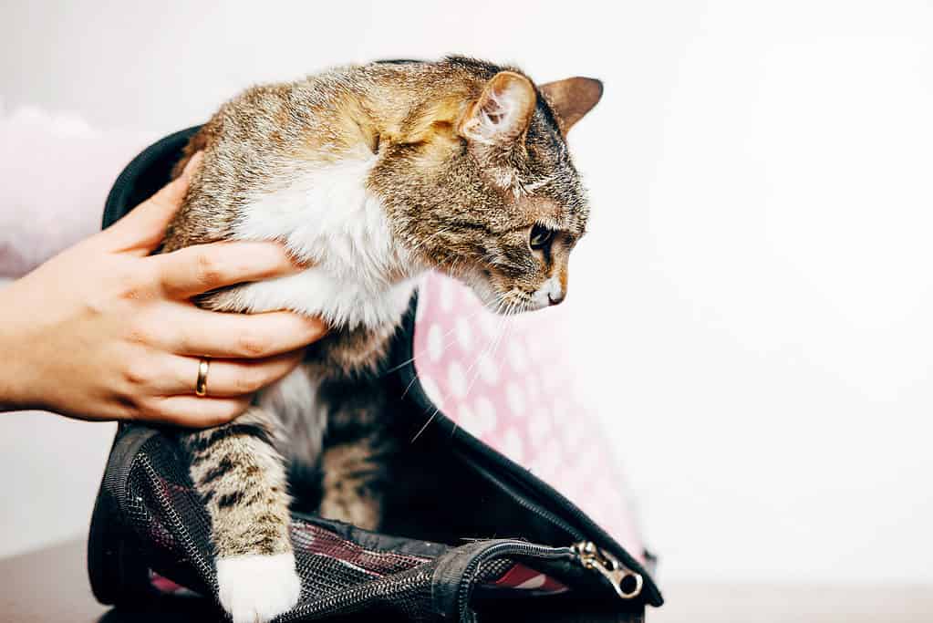 Sto cercando di mettere un gatto in un trasportino