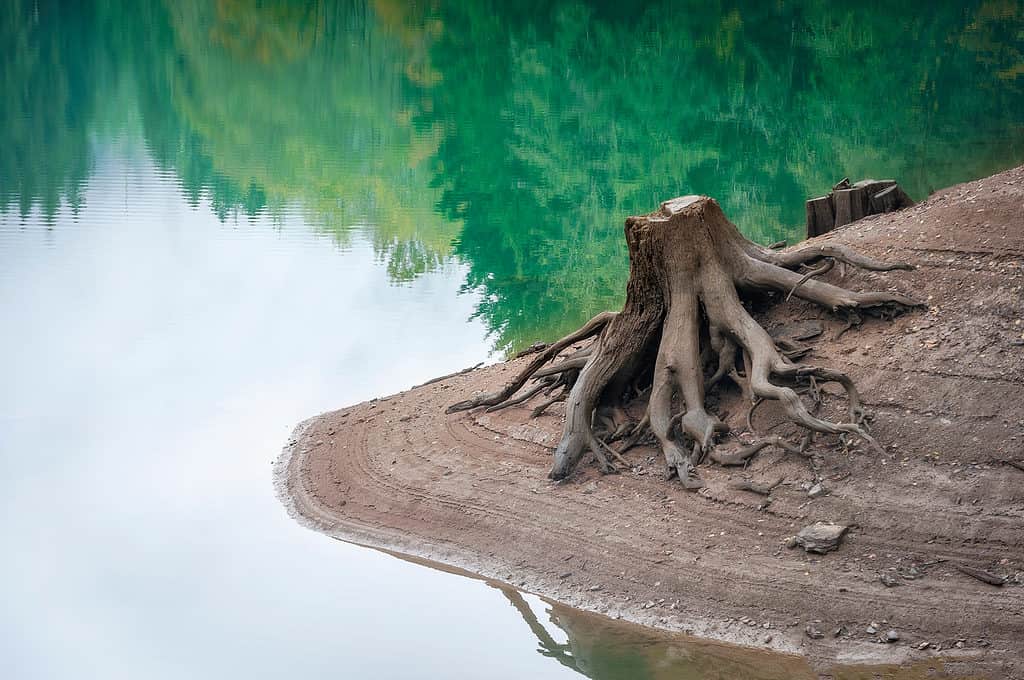 Ceppo di albero presso Baker Lake a Washington
