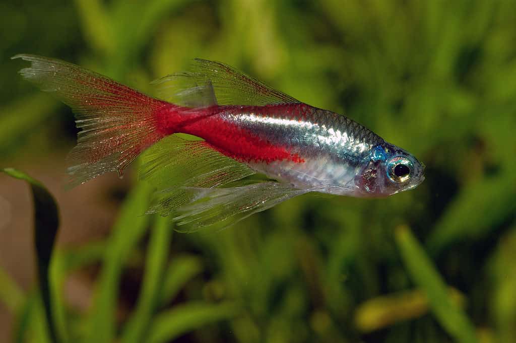 Tetra pinna lunga