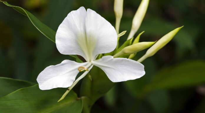 Scopri Il Fiore Nazionale di Cuba: Hedychium Coronarium
