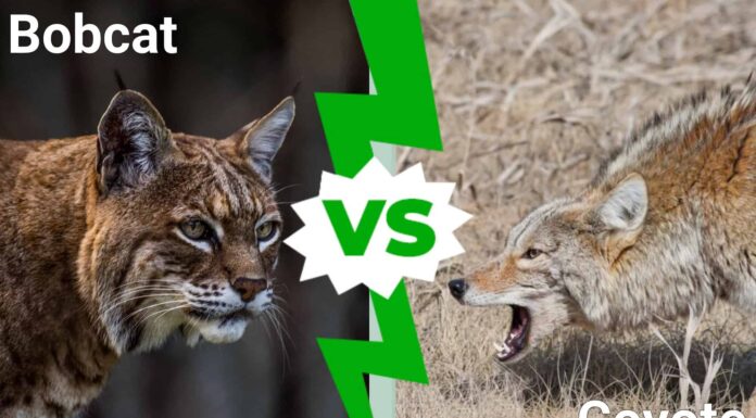 bobcat - wild lynx