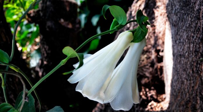 Scopri Il fiore nazionale del Cile: Lapageria
