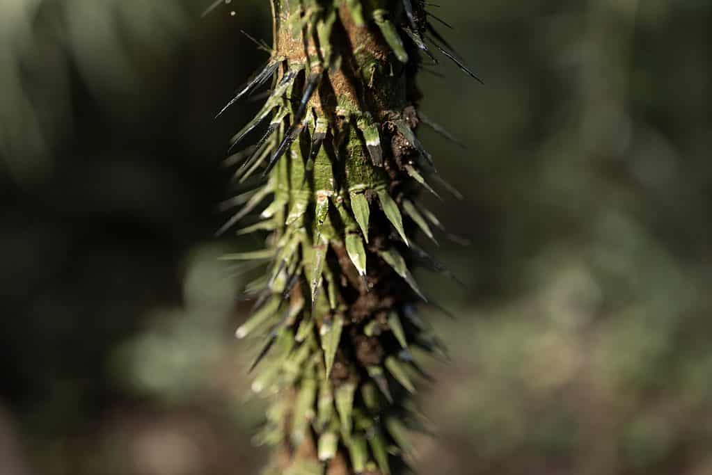 Palmo della spina dorsale della radice