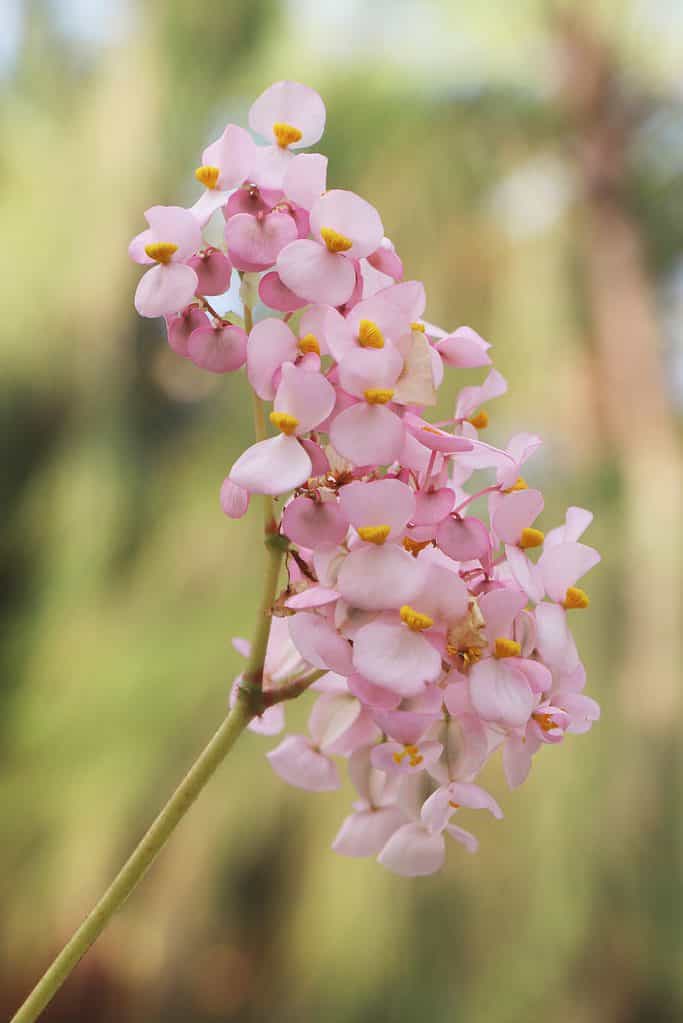 Begonia a mano