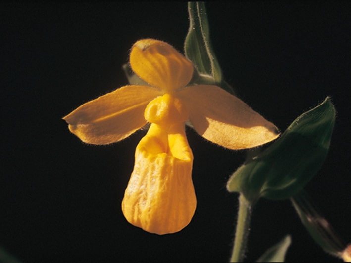 Lady Slipper di Dickinson