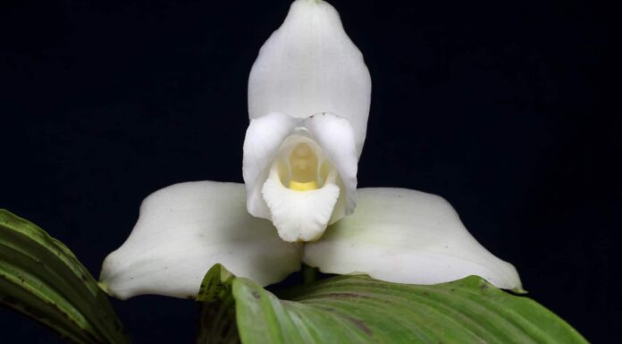 Scopri il fiore nazionale del Guatemala: White Nun Orchid
