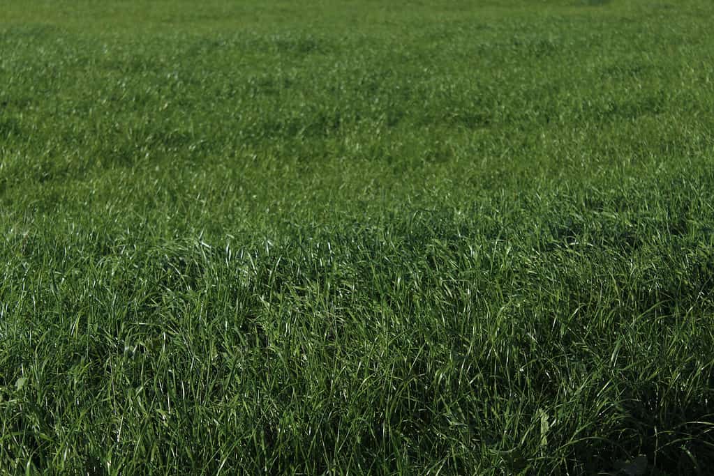 L'erba di segale provoca la febbre da fieno