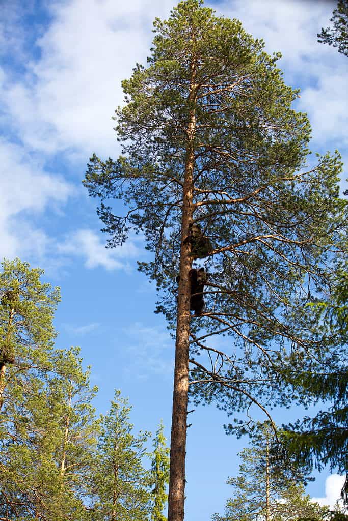Un'immagine verticale di due orsi grizzly su un albero in una foresta in Finlandia