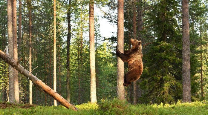  Sì, gli orsi grizzly possono arrampicarsi sugli alberi!  Sei fatti da sapere su questi ingombranti scalatori
