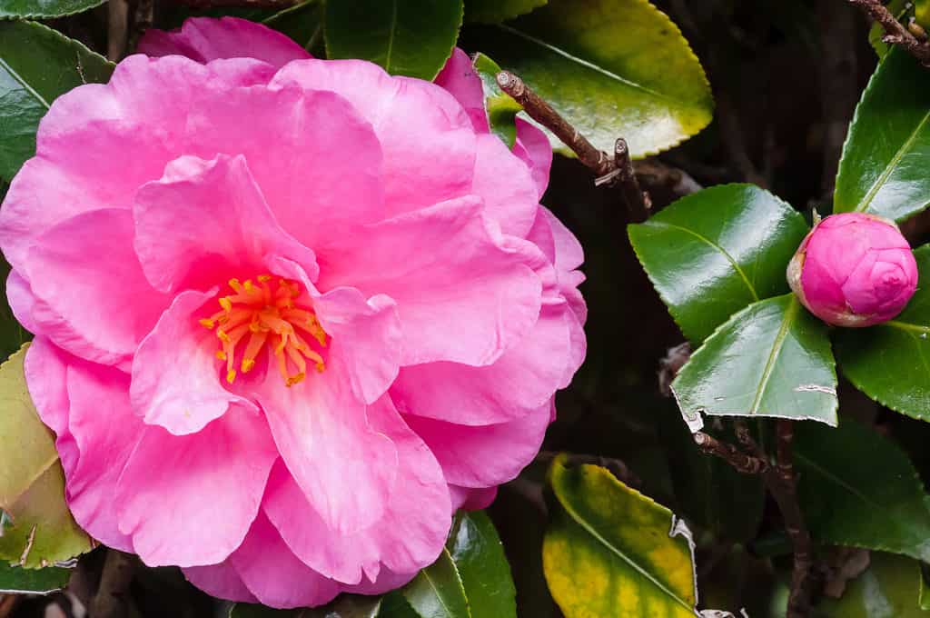 Tappeto di fiori rosa rosa