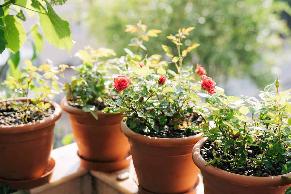 Piantine di rose rosse in vasi da fiori marroni