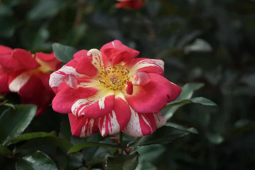 Rosa floribunda di Betty Boop