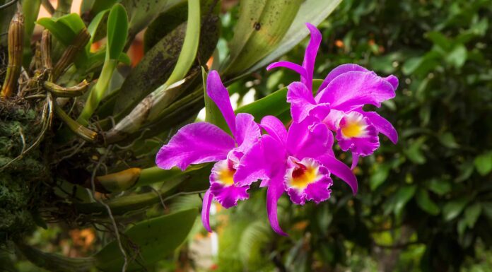 Scopri il fiore nazionale del Costa Rica: Guaria Morada
