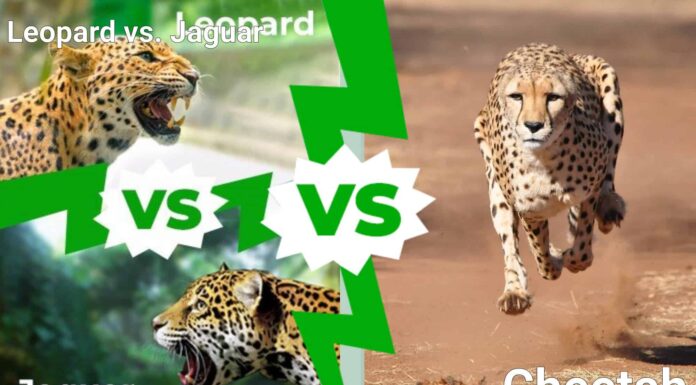 Giaguaro contro leopardo contro ghepardo: chi vincerebbe un combattimento?
