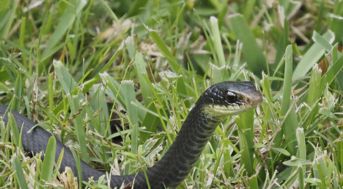 Un serpente nell'erba: significato e origine rivelati
