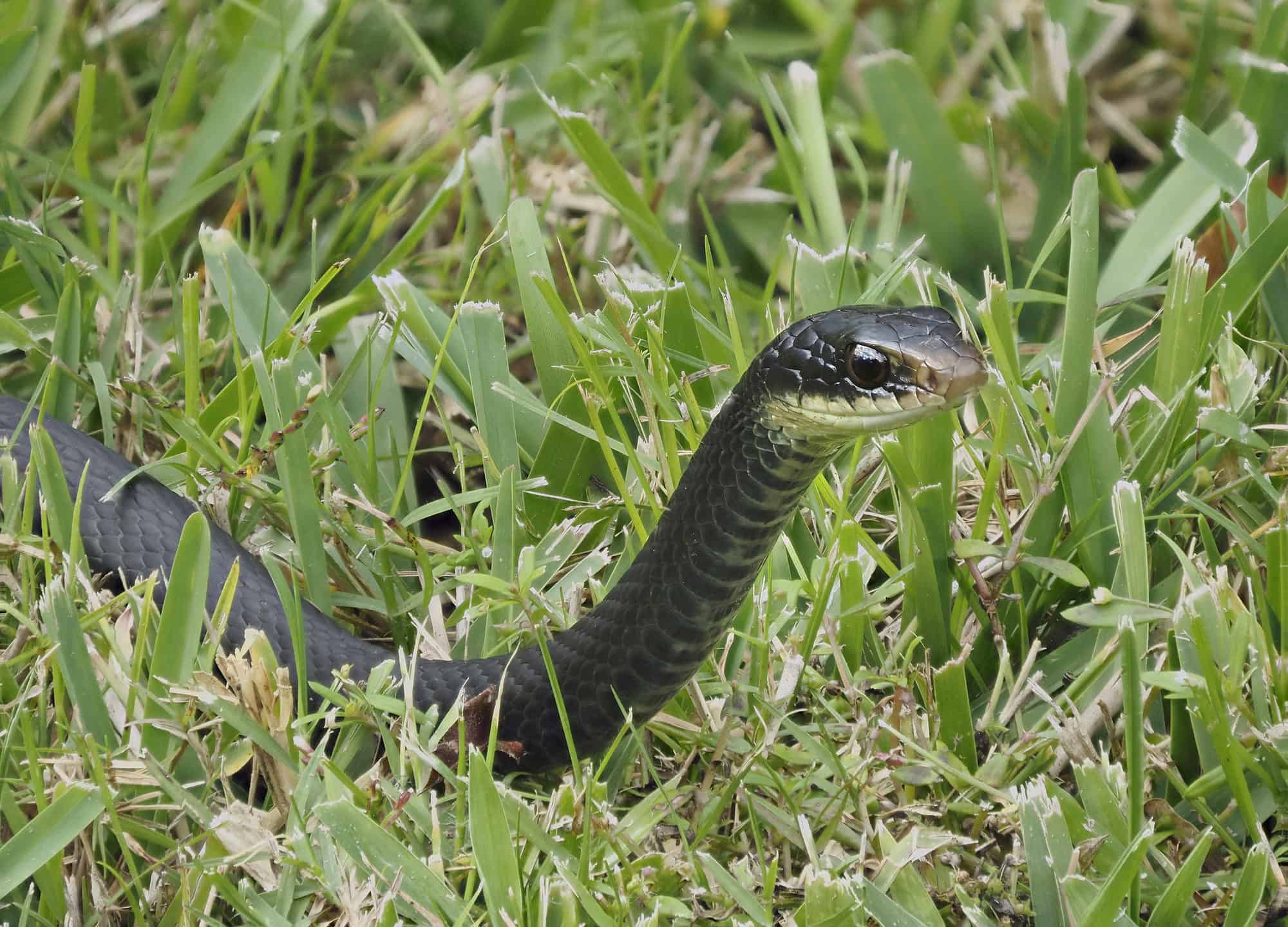 Un Serpente Nellerba Significato E Origine Rivelati