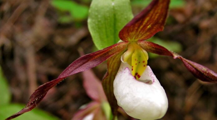 3 Tipi Di Orchidee Marroni
