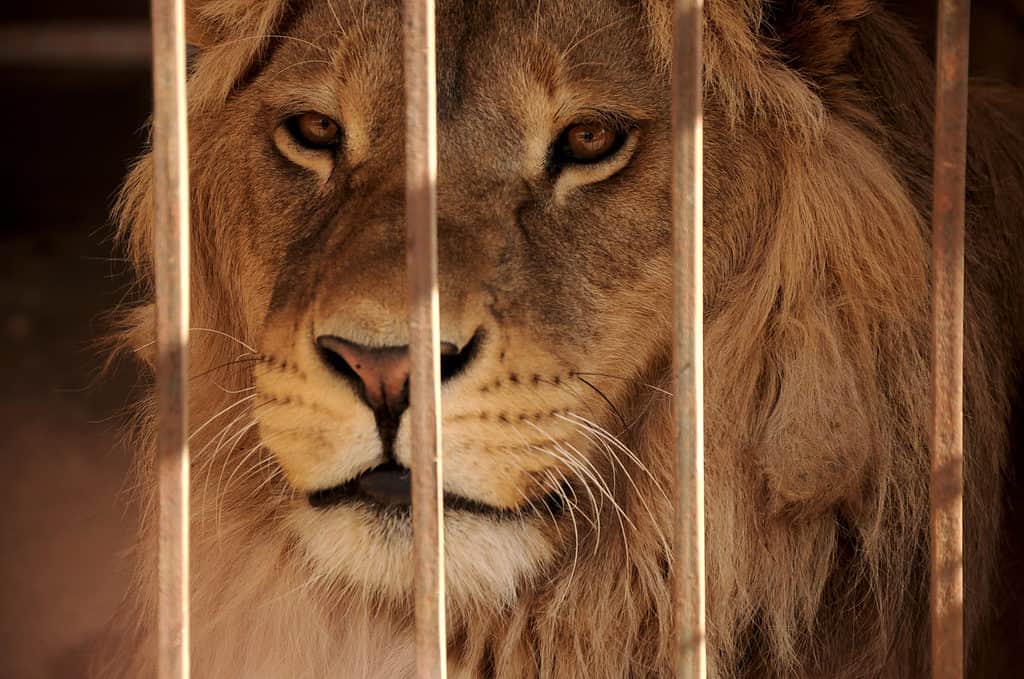 Sognare un leone in gabbia può significare che sei insoddisfatto nella vita