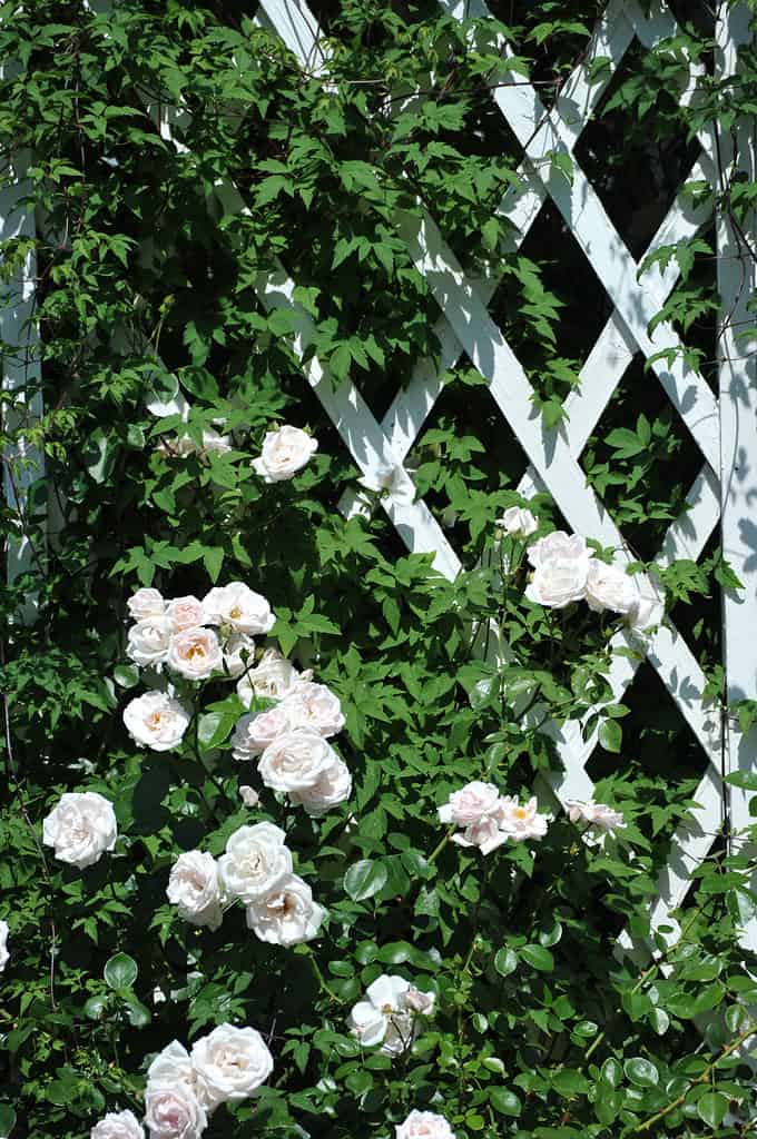 rose bianche su un traliccio di rose bianche