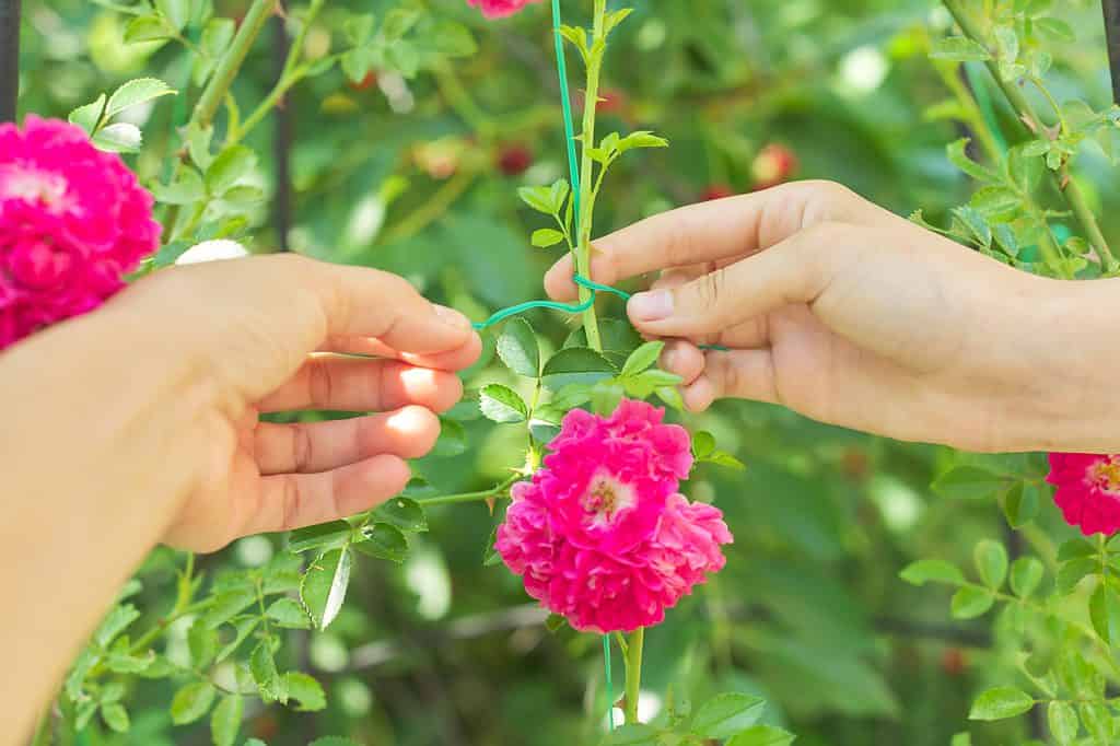 Hobby di giovane donna che coltiva cespugli di rose in giardino, mani che legano rami con fiori di rosa intrecciati sul supporto della recinzione