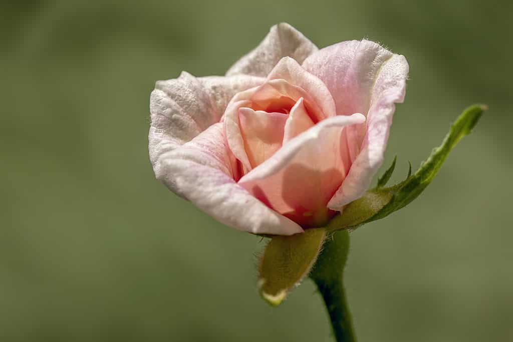Rosa Cecile Brunner Rose fiore