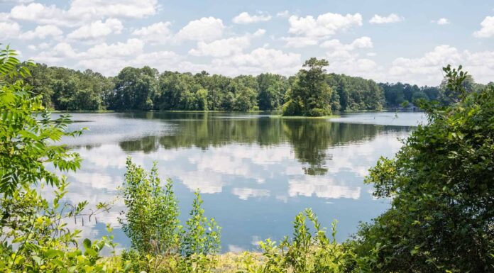 Lay lake in Alabama
