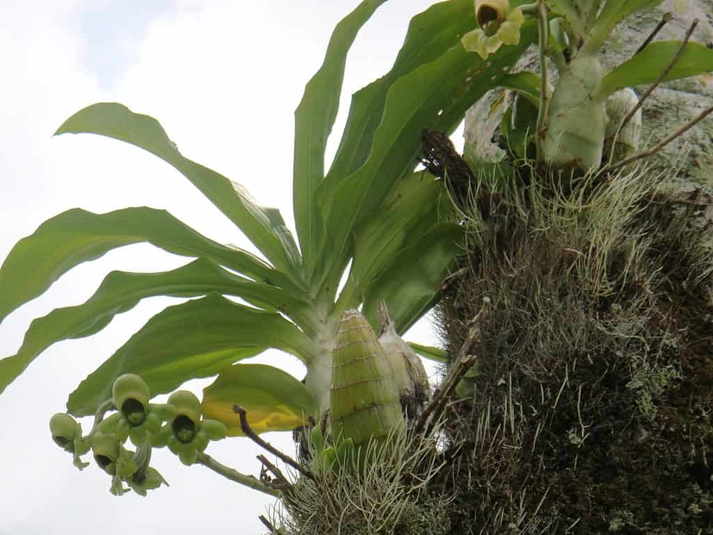 Catasetum intatto - Orchidea Catasetum intatta