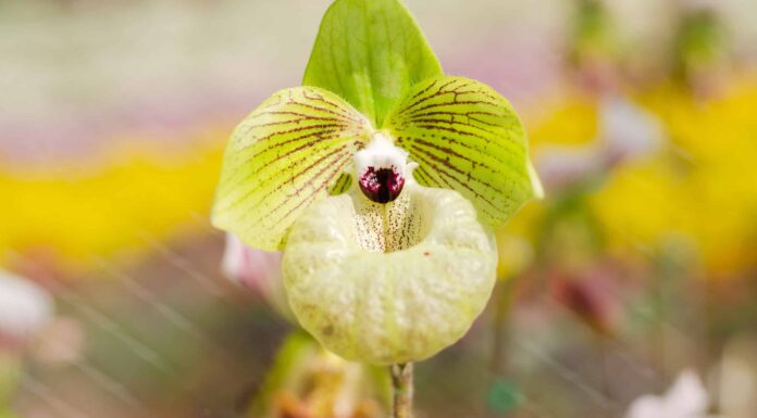 3 tipi di orchidee verdi
