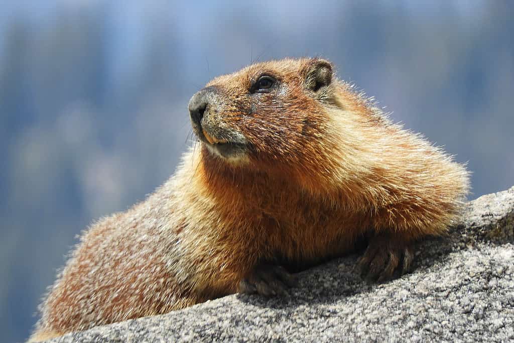 Marmotta di ventre giallo, California