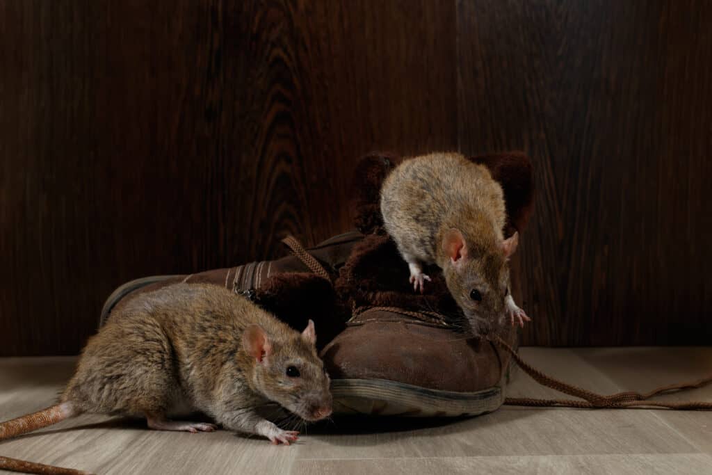 Due topi su una scarpa