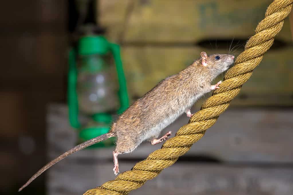 Ratto marrone sulla corda