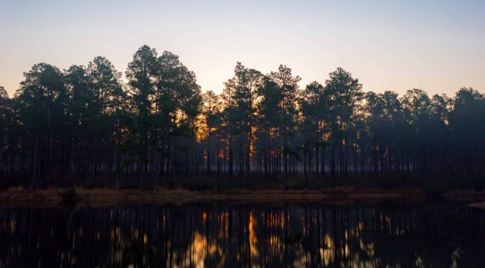 Scopri la foresta più grande del Mississippi (e ciò che vive al suo interno)
