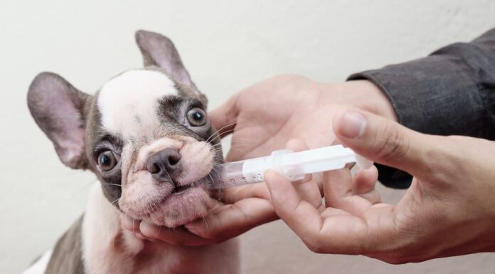 Tipi comuni di antibiotici per cani
