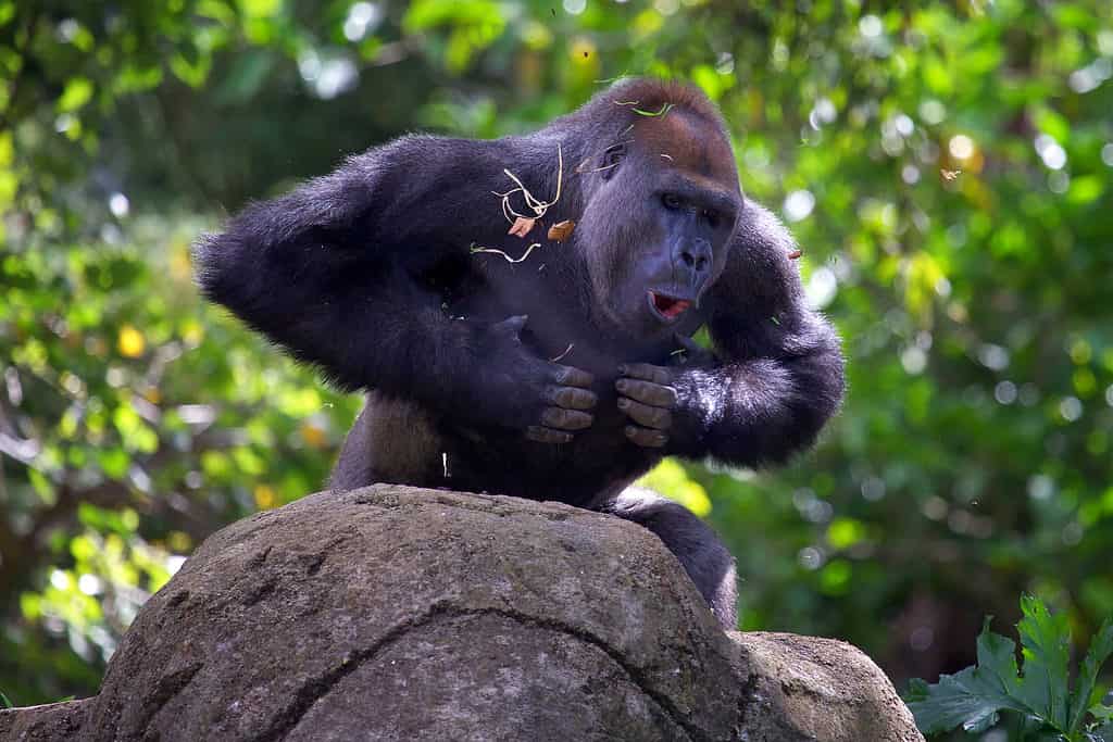Il gorilla Silverback può colpire con braccia e petto potenti