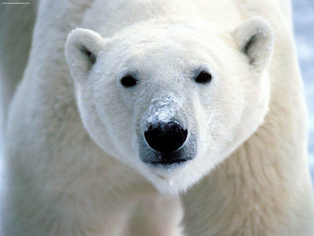 L'orso polare vincerebbe un combattimento contro un gorilla silverback 