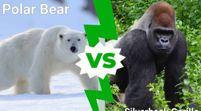 Orso polare contro gorilla Silverback: quale animale potente vincerebbe in un combattimento?
