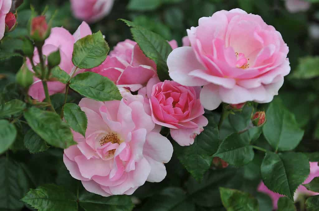 Rosa Florabunda Rose