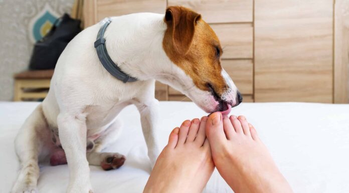 Questi sono i motivi per cui il tuo cane ti lecca le ferite
