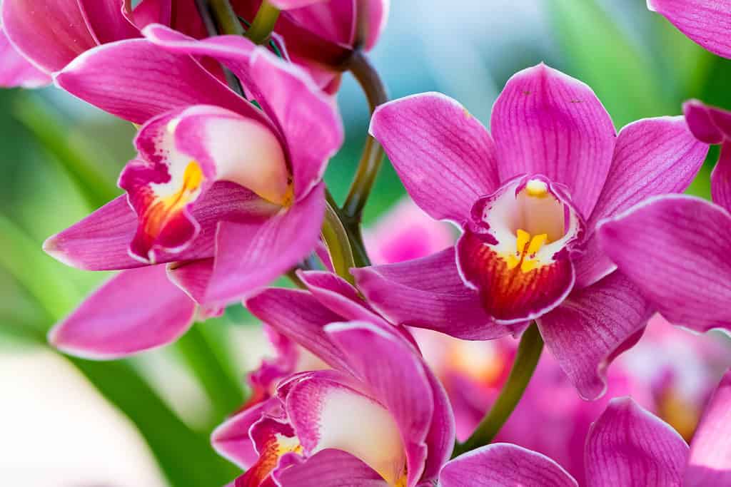 Thailandia Orchidee ibride di Cymbidium
