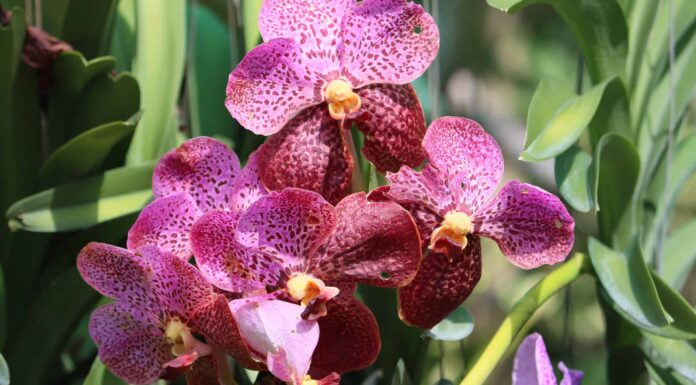 Fertilizzante per orchidee: ne hai bisogno e altri suggerimenti
