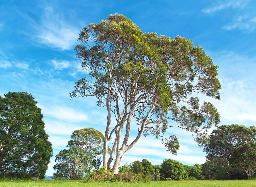 Albero di eucalipto - Alberi originari dell'Australia